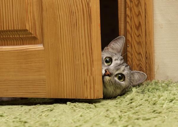 7 Alasan Kucing Adalah Hewan Peliharaan Yang Tepat Womantalk