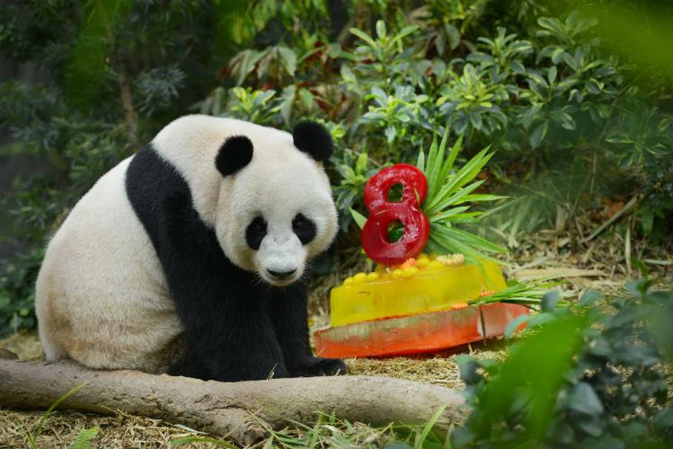 710 Koleksi Gambar Hewan Langka Di Singapura HD Terbaru